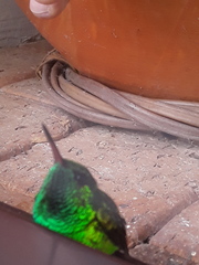 Chlorostilbon gibsoni