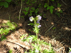 Phacelia franklinii