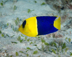 Centropyge bicolor