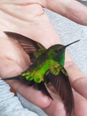 Chlorostilbon gibsoni