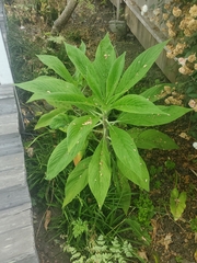 Echium pininana