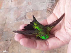 Chlorostilbon gibsoni