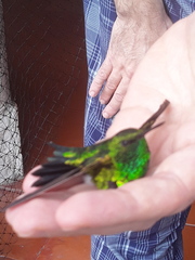 Chlorostilbon gibsoni