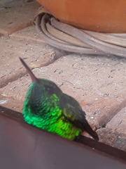 Chlorostilbon gibsoni