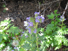 Phacelia franklinii