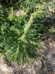 Datisca cannabina