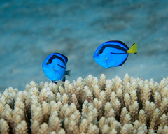Paracanthurus hepatus
