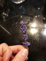Lavandula × intermedia