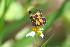 Chlosyne lacinia saundersi