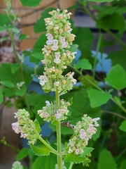 Nepeta cataria