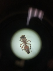 Dasymutilla scaevola