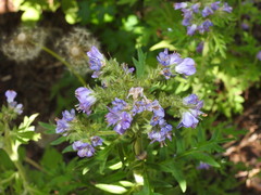 Phacelia franklinii