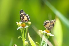 Chlosyne lacinia saundersi