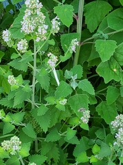 Nepeta cataria