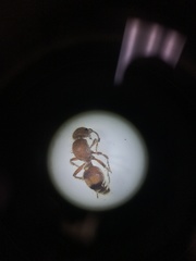 Dasymutilla scaevola