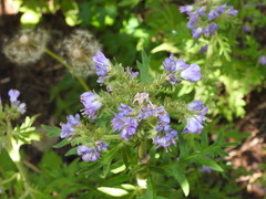Phacelia franklinii