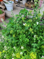 Nepeta cataria