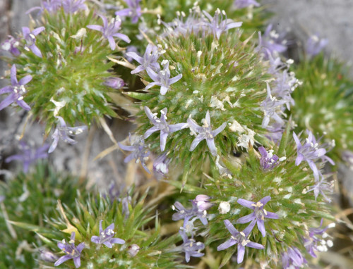 Navarretia leucocephala ssp. plieantha
