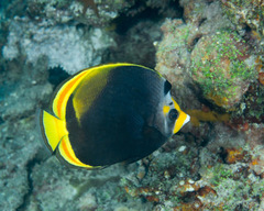 Chaetodon flavirostris