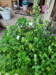 Nepeta cataria