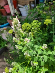 Nepeta cataria