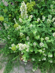 Nepeta cataria