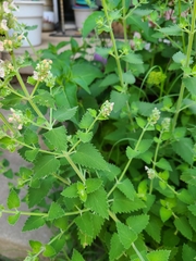 Nepeta cataria