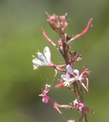 Oenothera simulans