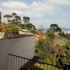 Theristicus caudatus