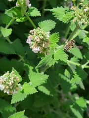 Nepeta cataria