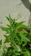 Chenopodium album