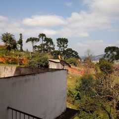 Theristicus caudatus