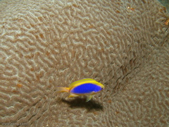 Chrysiptera flavipinnis