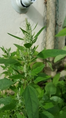 Chenopodium album