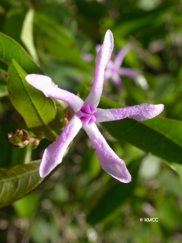 Pentopetia grevei
