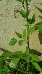 Chenopodium album
