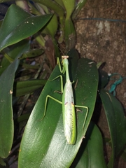 Stagmatoptera femoralis
