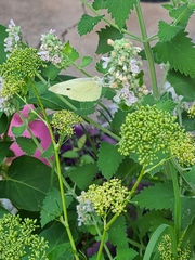Pieris rapae