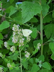 Pieris rapae