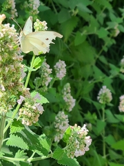 Pieris rapae