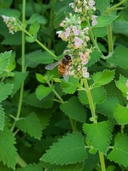 Apis mellifera