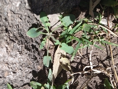 Sonchus oleraceus