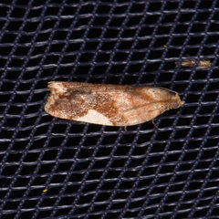 Clepsis persicana