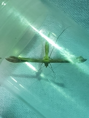 Stenoptilia pterodactyla