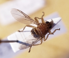 Ornithomya avicularia