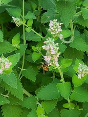 Apis mellifera
