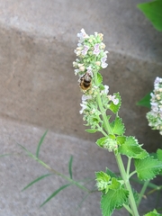 Apis mellifera