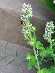 Apis mellifera