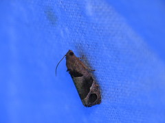 Sorolopha cyclotoma
