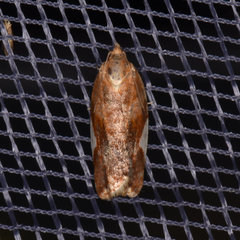Clepsis persicana